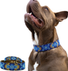 Sambboho Maldives Dog Collar