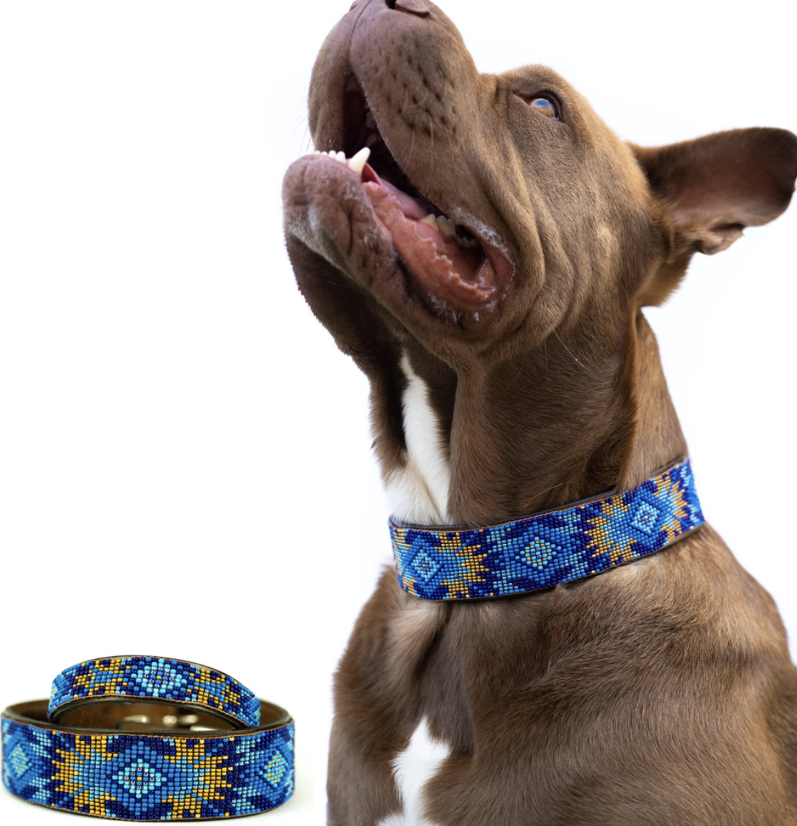 Sambboho Maldives Dog Collar